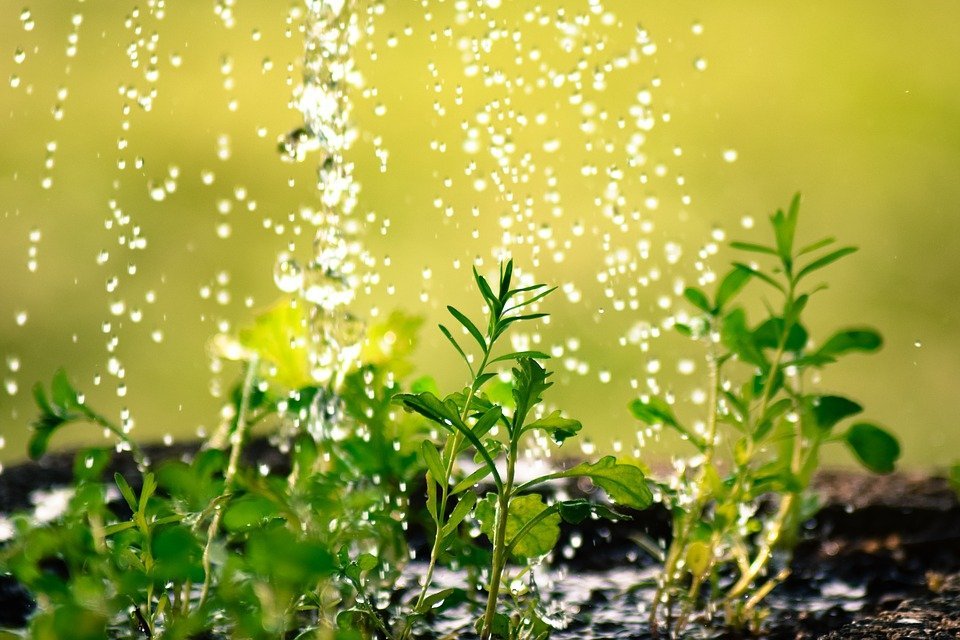 Protada. Cuida tus plantas estas vacaciones con estos 5 sencillos trucos. Blog consejos eica agencia inmobiliaria Donosti
