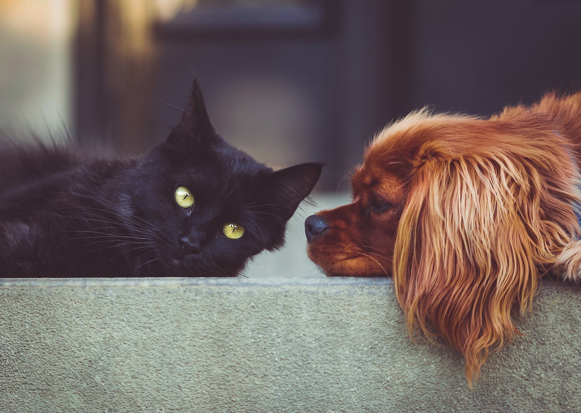 Portada. Limpieza y orden en una casa con mascotas. Consejos para tu hogar. Blog eica agencia inmobiliaria Donosti