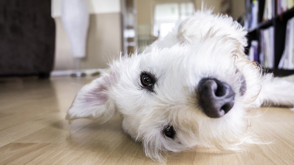 Portada. Alquilar un piso con mascotas en Gipuzkoa. Consejos equipo blog eica agencia inmobiliaria Donosti