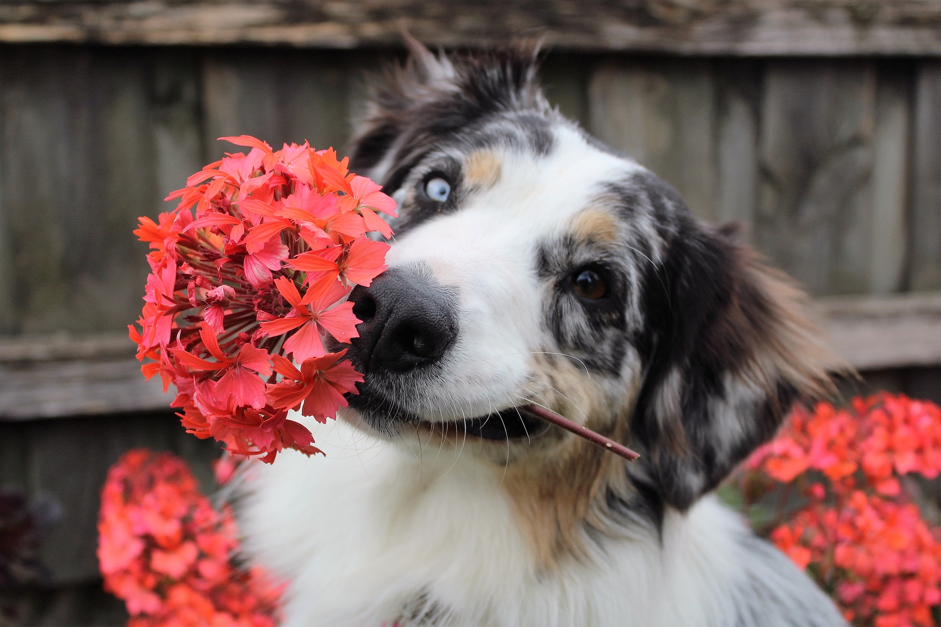 Portada. Selección de 10 plantas pet friendly no tóxicas para tu hogar. Consejos decoración segura para mascotas. Blog eica agencia inmobiliaria Donosti